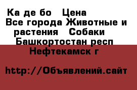 Ка де бо › Цена ­ 25 000 - Все города Животные и растения » Собаки   . Башкортостан респ.,Нефтекамск г.